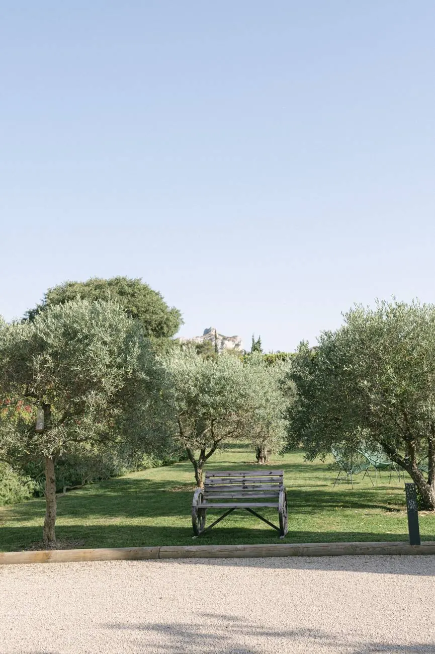 A bench under the olive trees