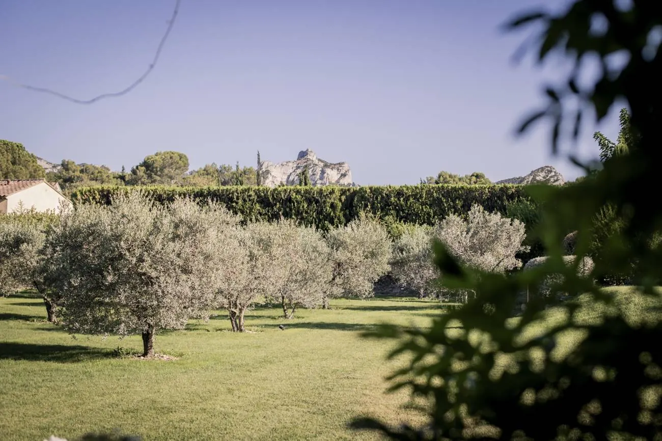 The olive grove facing the Alpilles